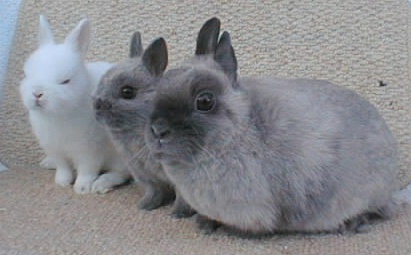 netherland dwarf bunnies for sale