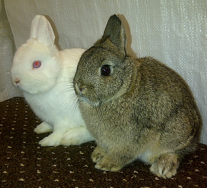 dwarf rabbit breeders